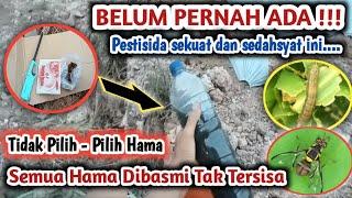 Tidak pilih - pilih semua hama di babat habis oleh pestisida murahan ini