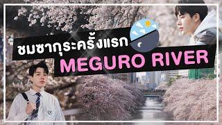 ชมซากุระครั้งแรกในชีวิต  Meguro River ทั้งกลางวันและกลางคืน  PETCHPIGZ in JAPAN EP.1