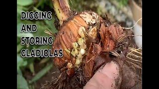 Digging and storing Gladiolus bulbs  Busy Beaver  Chuck Beavers