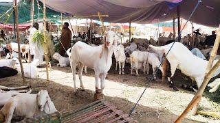 Live Soda  Rajanpuri Makhi Chena Bakre  Bakra Eid 2023  Mazhar Biba Official