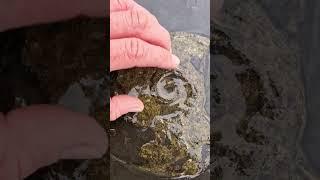 Big Golden Sea eroded Ammonite Fossil️ #fossilhunting #fossils #sea #shorts #beach #coast