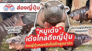 【ส่องญี่ปุ่น】หมูเด้ง เด้งไกลถึงญี่ปุ่น