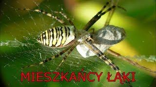 Mieszkańcy łąki - film o robakach - bajka edukacyjna dla dzieci po polsku