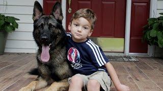 Loyal German Shepherd Helps Family With The Chores SUPERPOWER DOGS