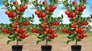 Great Technique For Grafting Apple Tree With Coca Cola & Aloe Verahow to growing apple tree