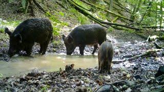 Дикие кабаны  Wild boars  Cinghiali