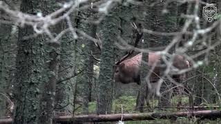Hirschjagd in den Karpaten - Red stag hunting in the Carpathian Mountains