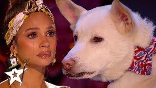 Judges Cry Over Emotional Dog Magic Act on Britains Got Talent 2020  Magicians Got Talent