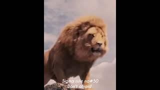 SIGMA RULE DONT AFRAID BE STRONG LION VS T-REX ATTITUDE STATUS