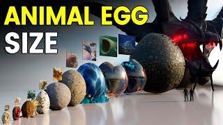 3D Eggs Size Comparison  Animal Egg Size