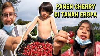 PANEN CHERRY DI PINGGIRAN BARCELONA PAKET KOMPLIT SEKELUARGA