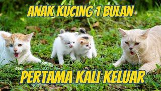 ANAK KUCING INI LATIHAN MILITER