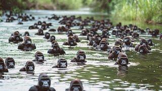 Los Gorilas Se Sorprenden De Que Los Chimpancés Empezaran A Matarlos