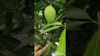 #small backyard tour#u can grow fruits in a tiny  space#part 2 one year back garden