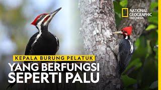 Selidik Kepala Burung Pelatuk yang Berfungsi Seperti Palu