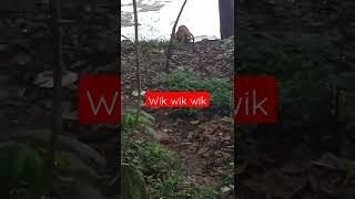 WIK WIK WIK DI KEBON