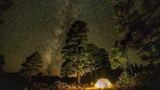 Gerçek gece orman sesi huzur verici ses