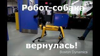 Судьбинушка двух новых роботов-собак из BostonDynamics озвучка  много мата