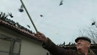 НИКОЛАЕВСКИЕ ГОЛУБИ.pigeons БАБОЧКА 2024 1часть +7978 820 81 45