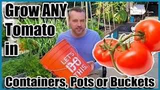 How to Grow Tomatoes in Containers Pots or Buckets. Container Gardening.