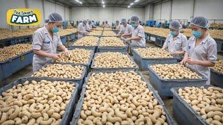 The BIGGEST Cashew Nuts Production Line You Should See Mega Cashew Nuts Factory