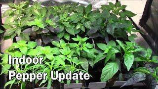 Indoor Pepper Update And Seed Announcement - Carnivorous Plants Too