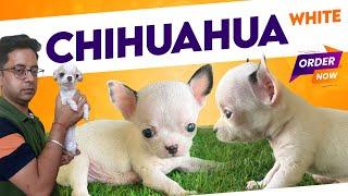 OMG White apple head Chihuahua puppies in India  Buy top quality teacup Chihuahua