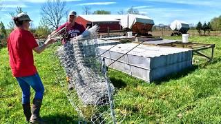 Bringing Chickens to Pasture Dandelions & Flies