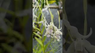 Bunga Anggrek Dendrobium Antennatum ● Species Orchid from Papua #orchid