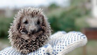 Living On The Hedge UK Hedgehogs Vulnerable To Extinction