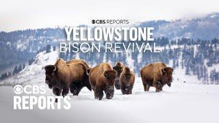 Yellowstone Bison Revival  CBS Reports