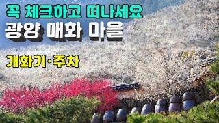 광양매화축제 2023 100% 화려한 꽃물결이 예상되는 매화향 가득한 광양 매화마을 절정기는 1416일로 예상 됩니다개화기 주차정보 필독 Spring in Korea