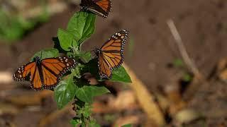 Monarch butterflies slow motion 3 minutes