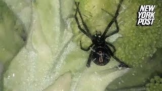 Sneaky black widow spider tries to hide in mans broccoli