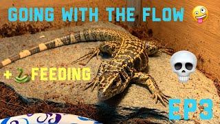 Going with the flow ep3 feeding snakes and holding my golden tegu