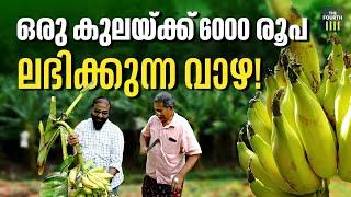 ഒരു കുലയ്ക്ക് 6000 രൂപ ലഭിക്കുന്ന വാഴ   Changalikodan Nendran Banana  Thrissur