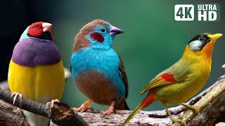 Magnificent Birds  Stunning Nature  Stress Relief  Relaxing Birds Sound  Soothing Birds Chirping