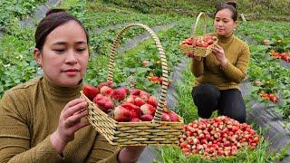 Harvest Strawberry Garden Goes to market sell - Make a dog feeder daily life  live whit nature