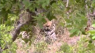 Leopard Sighting - End of AM Drive - Nov 12 2014