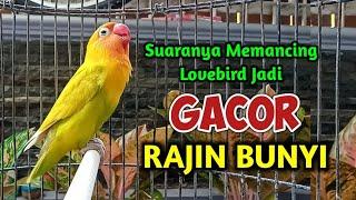 Suara LOVEBIRD NGEKEK PANJANG MEMANGGIL LAWAN Pintar MEMANCING LOVEBIRD JADI GACOR RAJIN BUNYI