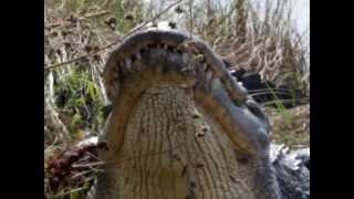 Alligator Bellowing