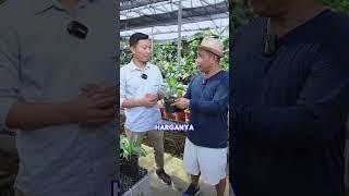 BANGGA  INI TANAMAN HIAS ASLI INDONESIA #shorts #juraganlahan #produkindonesia #tanamanhias