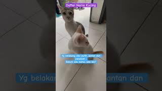 Ask Nama Kucing warna abu mix putih jantan dan tidak suka main ⁉️ #shorts #short #kucing #cat