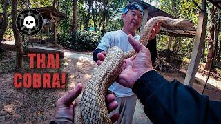 DMV Thailand Handling Venomous Snakes in Thailand - Thai Cobra Show