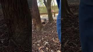 231009 Red-necked pademelon in Featherdale Sydney wildlife park