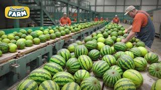 Watermelons MEGA FARM An Incredible Journey From Field to Packaging