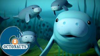 Octonauts -  Ohé les lamantins    Saison 2  Meilleurs moments 