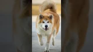 Top 5 dogs that hard to train  cute  strong  தமிழ்