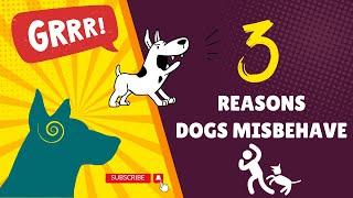 3 BIG Reasons Dogs Misbehave