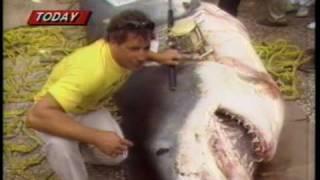 Worlds Biggest Shark caught on a rod and reel. August 1986